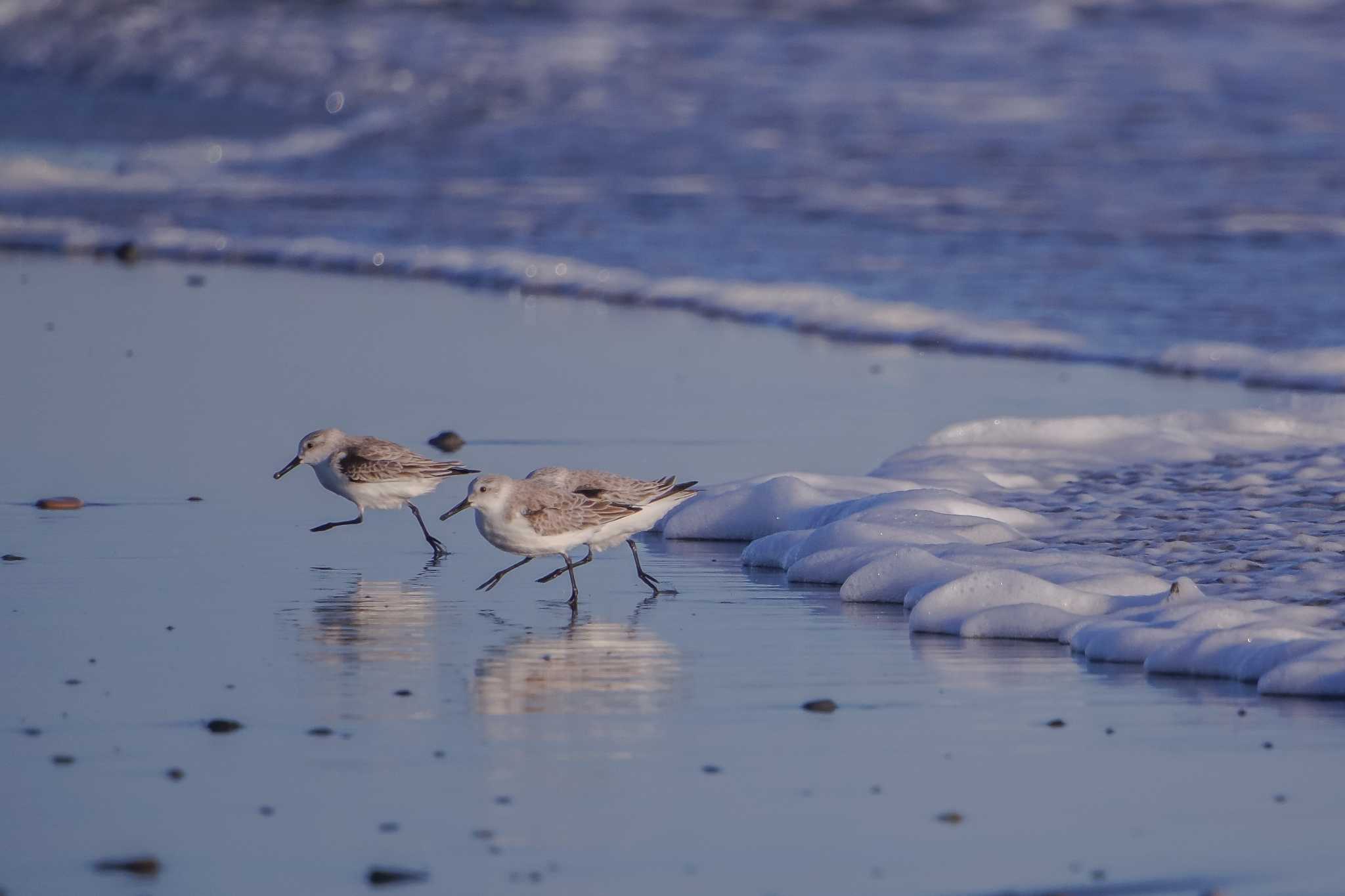 Photo of Sanderling at 小沢渡町海岸 by ヒラメちゃん