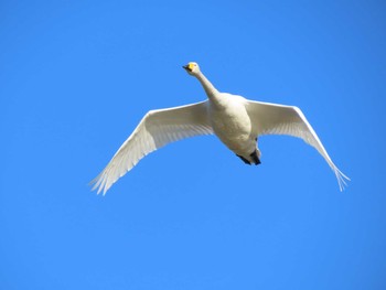 オオハクチョウ 伊豆沼 2024年2月13日(火)