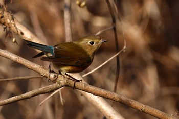 ルリビタキ ロクハ公園(滋賀県草津市) 2024年2月8日(木)