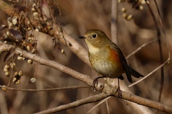 ルリビタキ ロクハ公園(滋賀県草津市) 2024年2月8日(木)