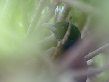 Lidth's Jay Amami Island(General) Fri, 2/16/2024