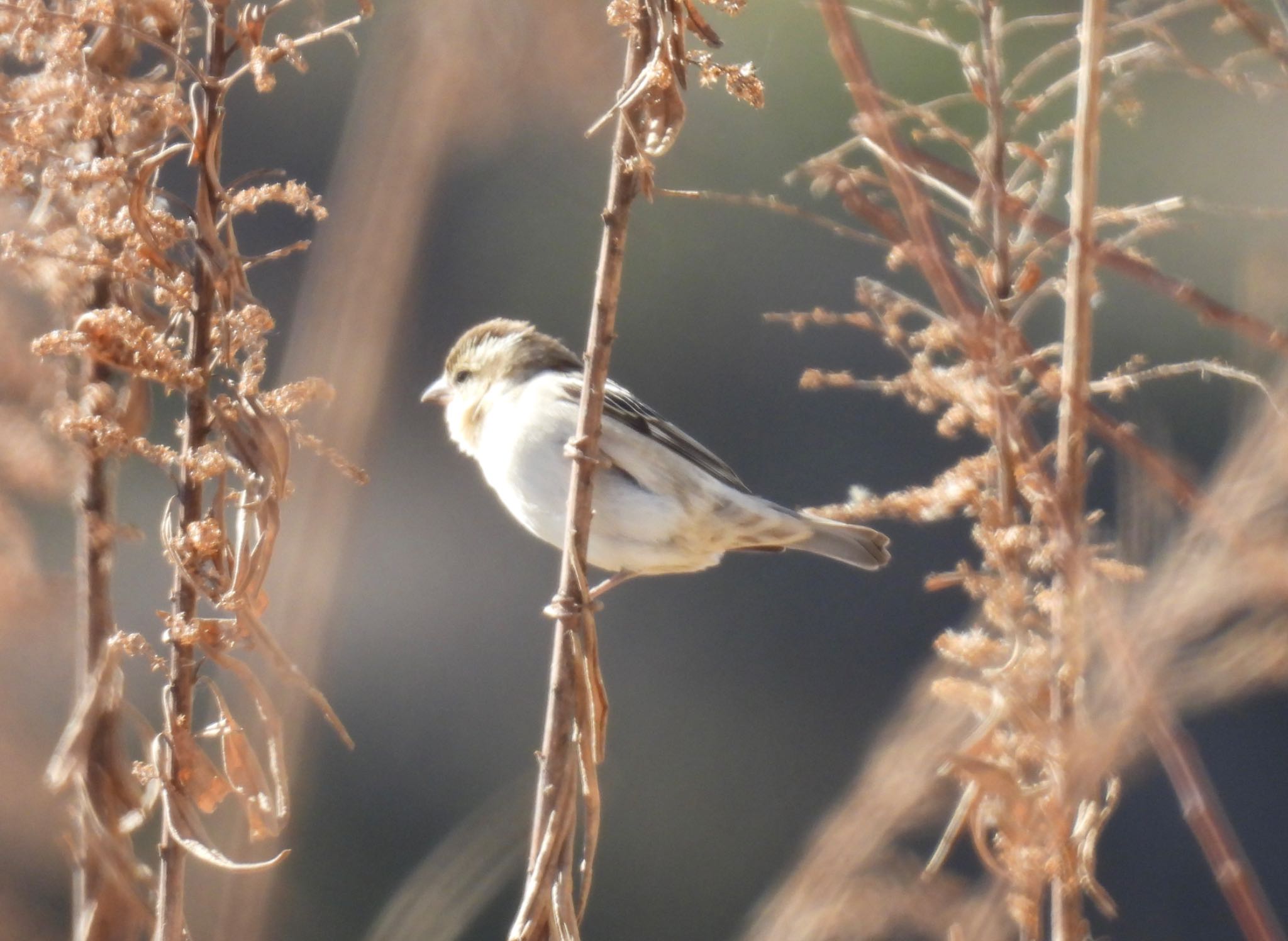 Russet Sparrow