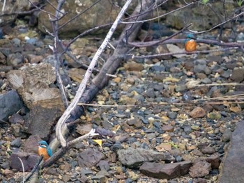 Common Kingfisher Amami Island(General) Fri, 2/16/2024
