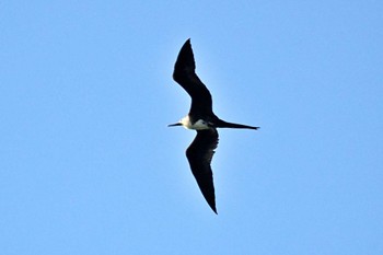 Magnificent Frigatebird Puntarenas Port Sun, 2/11/2024