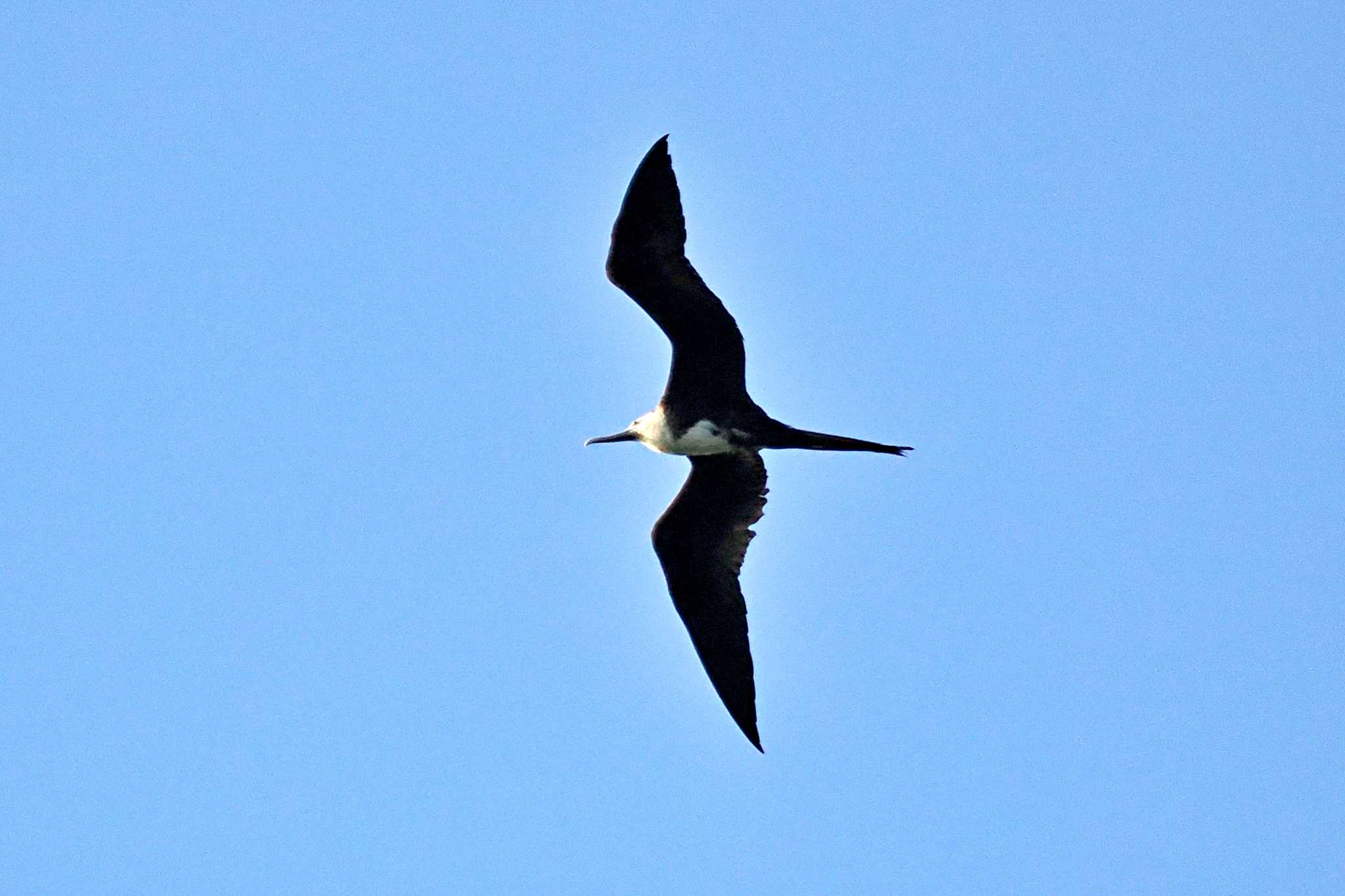 Photo of Magnificent Frigatebird at Puntarenas Port by 藤原奏冥