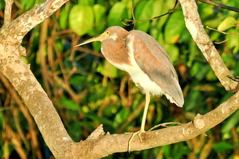 Tricolored Heron Puntarenas Port Sun, 2/11/2024