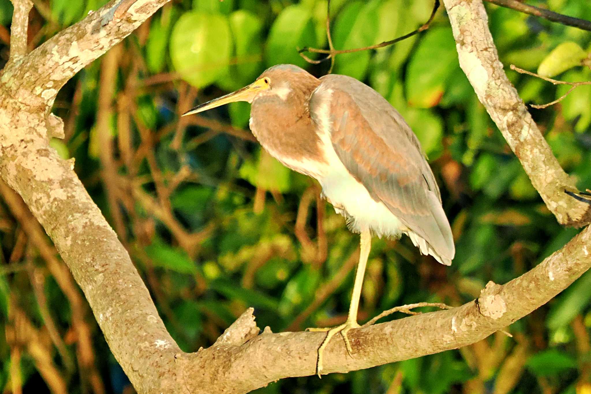 Photo of Tricolored Heron at Puntarenas Port by 藤原奏冥