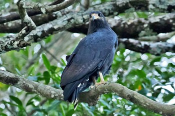 Common Black Hawk Tarcoles River Cruise(Costa Rica) Sun, 2/11/2024