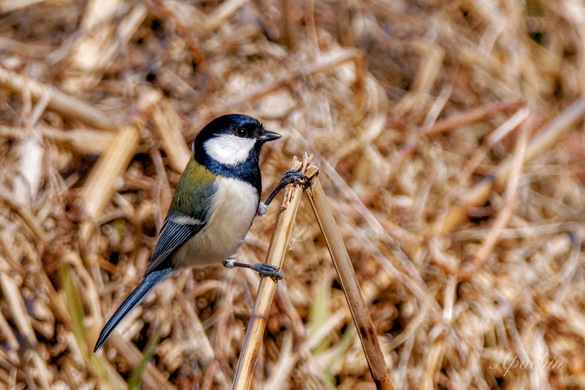 Photo of Japanese Tit at Kitamoto Nature Observation Park by アポちん