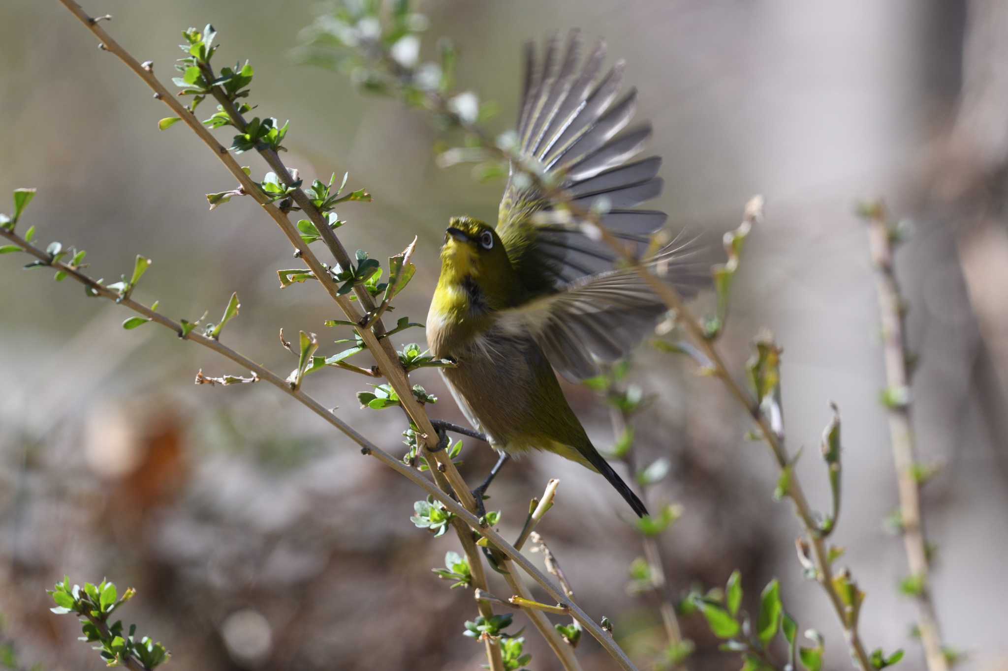 Warbling White-eye