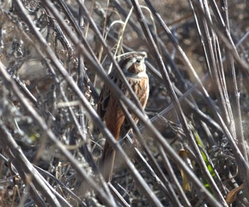 Fri, 2/16/2024 Birding report at 多摩川