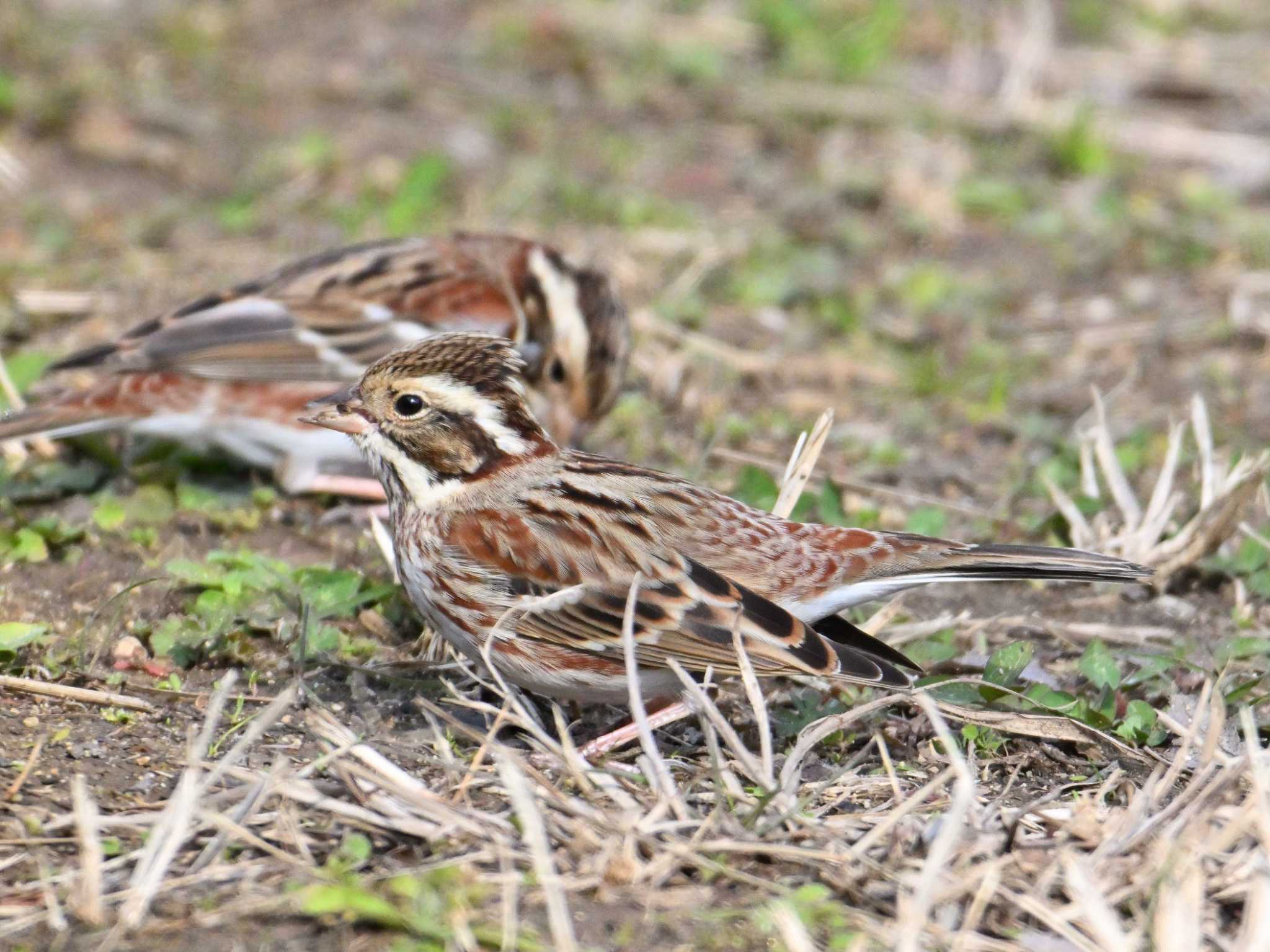 カシラダカ