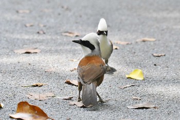 ハクオウチョウ Bukit Batok Nature Park (Singapore) 2018年11月10日(土)