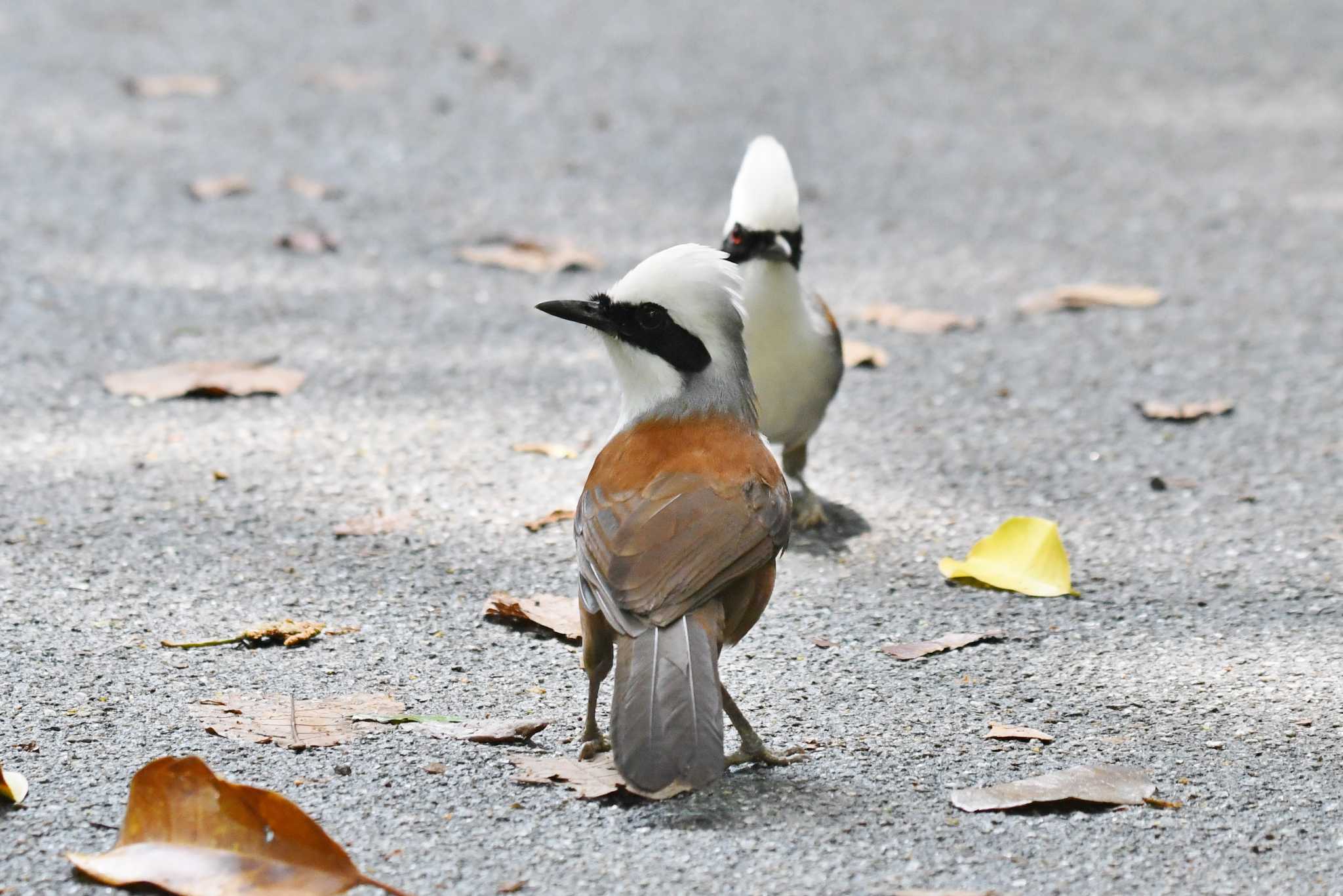 Bukit Batok Nature Park (Singapore) ハクオウチョウの写真 by あひる