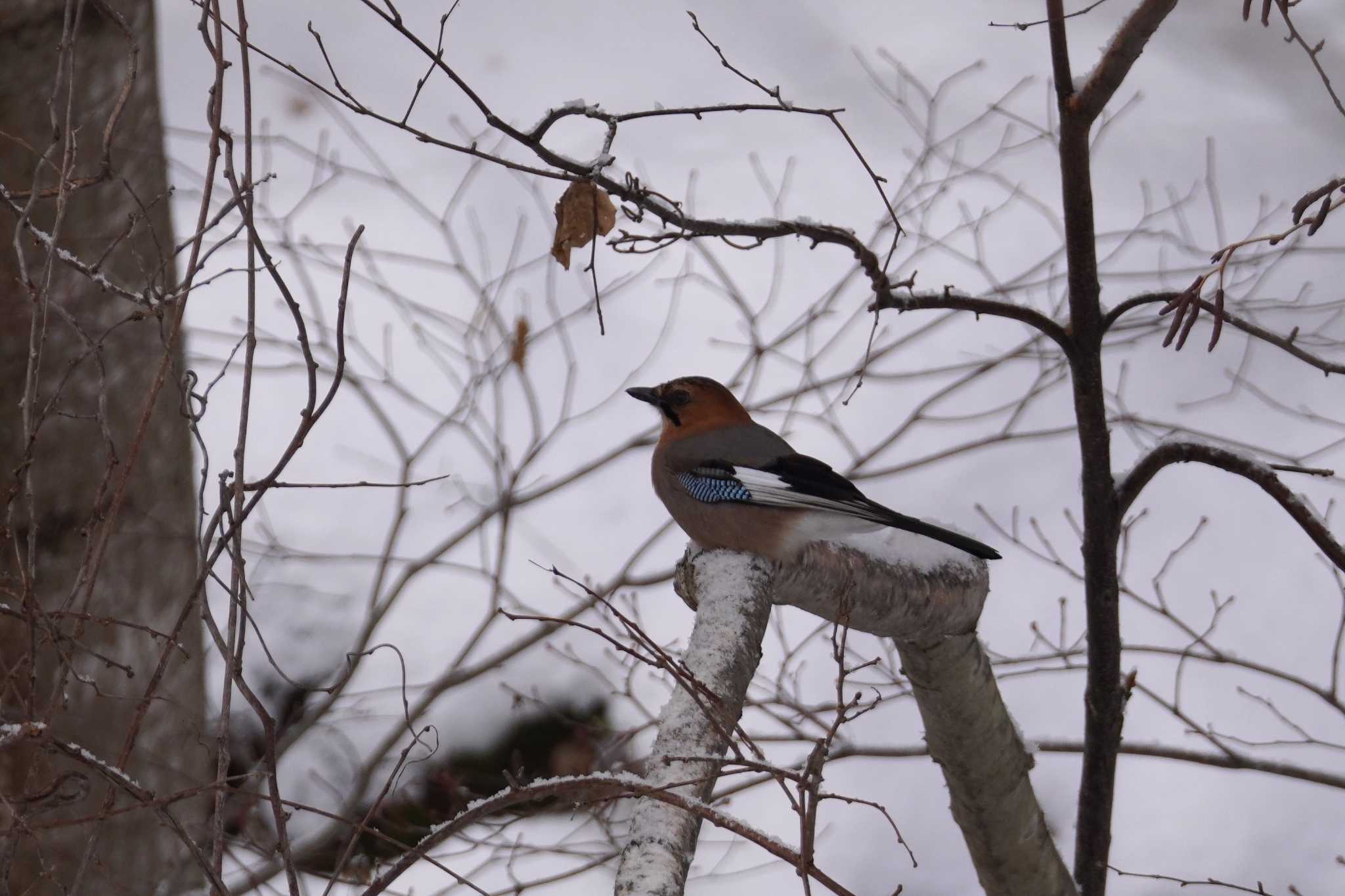 Photo of Eurasian Jay(brandtii) at Makomanai Park by くまちん