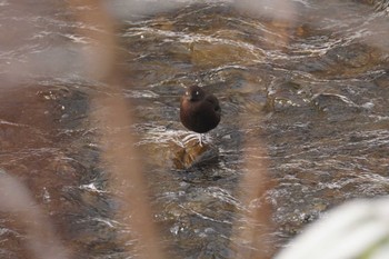 Brown Dipper 真駒内川 Sat, 1/6/2024