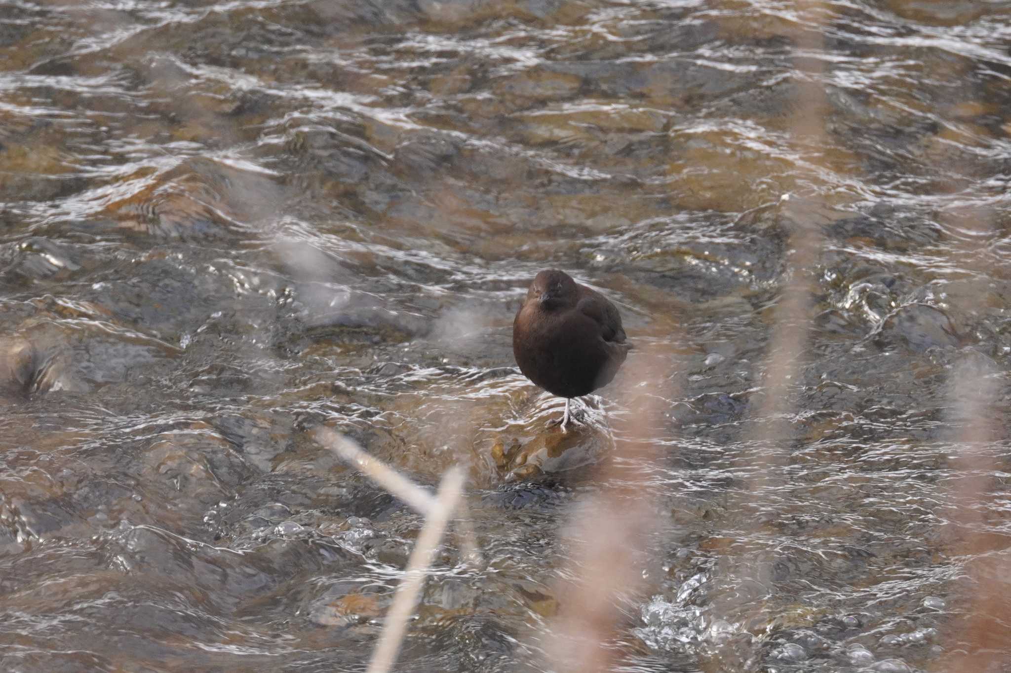 Photo of Brown Dipper at 真駒内川 by くまちん