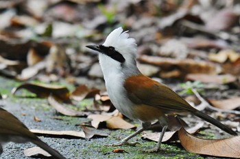 2018年11月10日(土) Bukit Batok Nature Park (Singapore)の野鳥観察記録