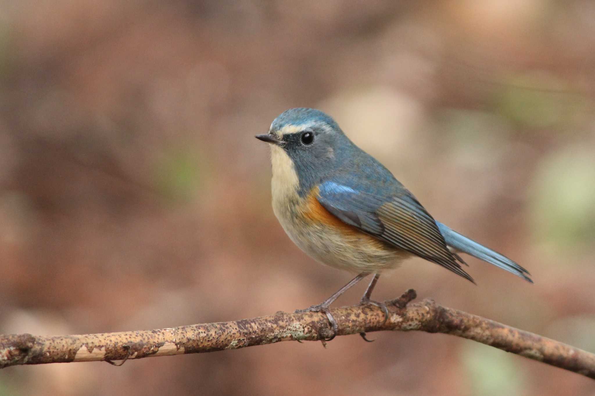 Photo of Red-flanked Bluetail at 自宅近辺 by ぶんぱち