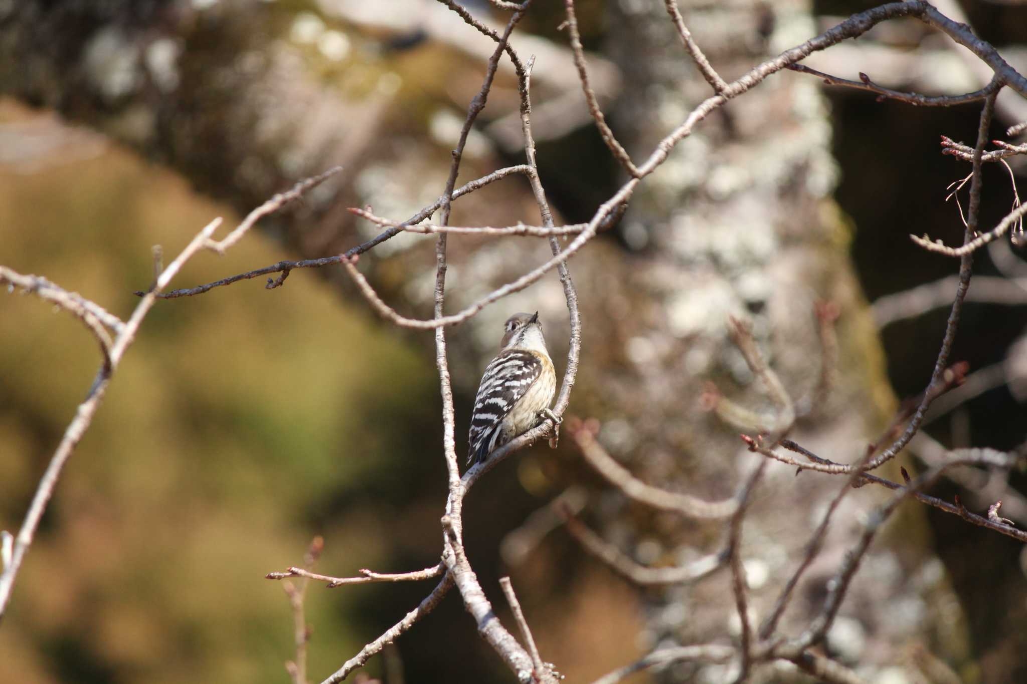 Photo of Japanese Pygmy Woodpecker at 自宅近辺 by ぶんぱち