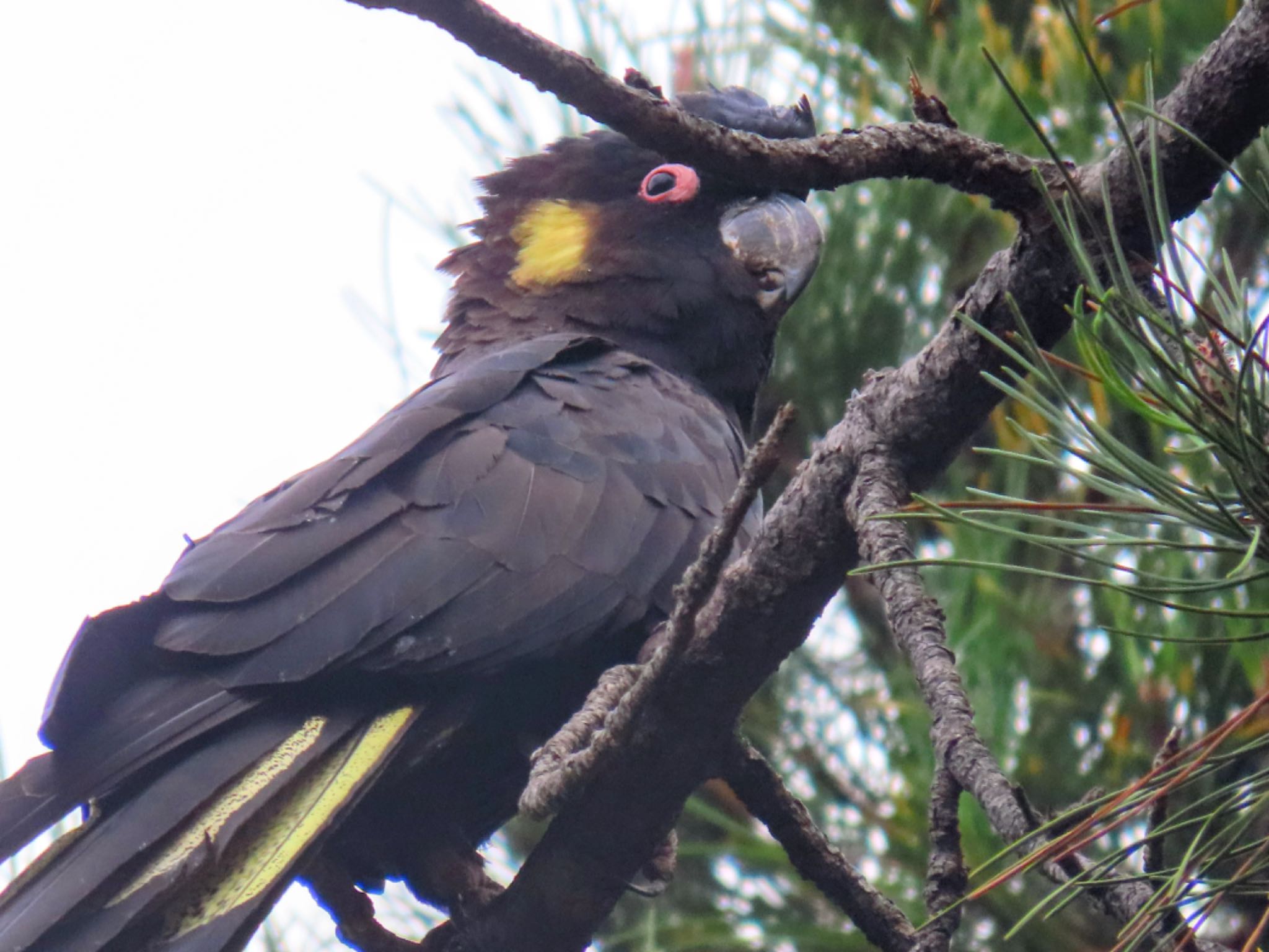 Photo of Yellow-tailed Black Cockatoo at Centennial Park (Sydney) by Maki
