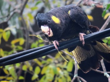 Yellow-tailed Black Cockatoo Centennial Park (Sydney) Fri, 2/2/2024