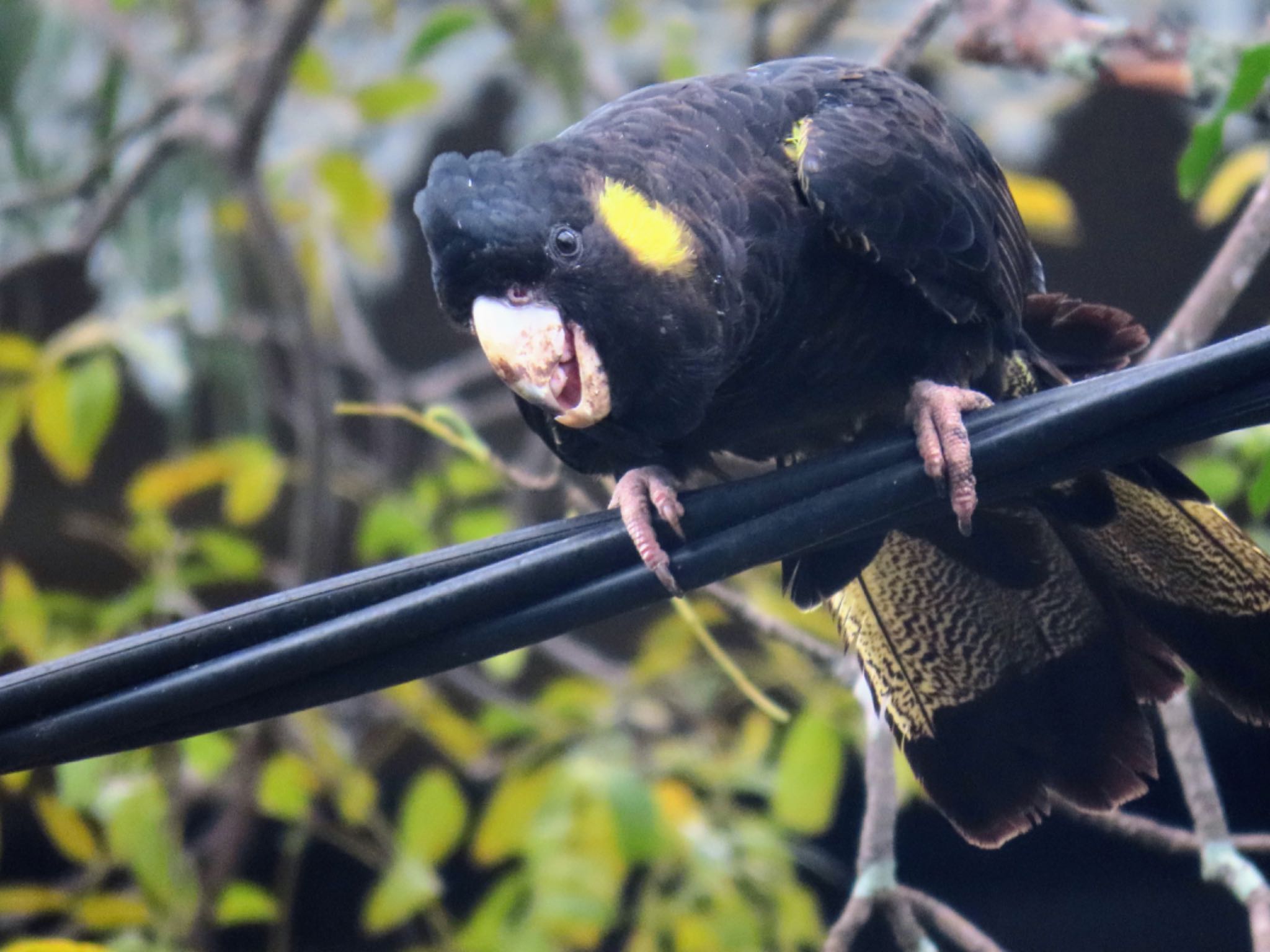 Photo of Yellow-tailed Black Cockatoo at Centennial Park (Sydney) by Maki