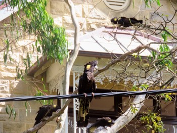 Yellow-tailed Black Cockatoo Centennial Park (Sydney) Fri, 2/2/2024