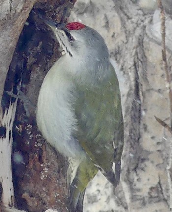 Grey-headed Woodpecker Makomanai Park Fri, 2/16/2024