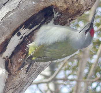 Grey-headed Woodpecker Makomanai Park Fri, 2/16/2024