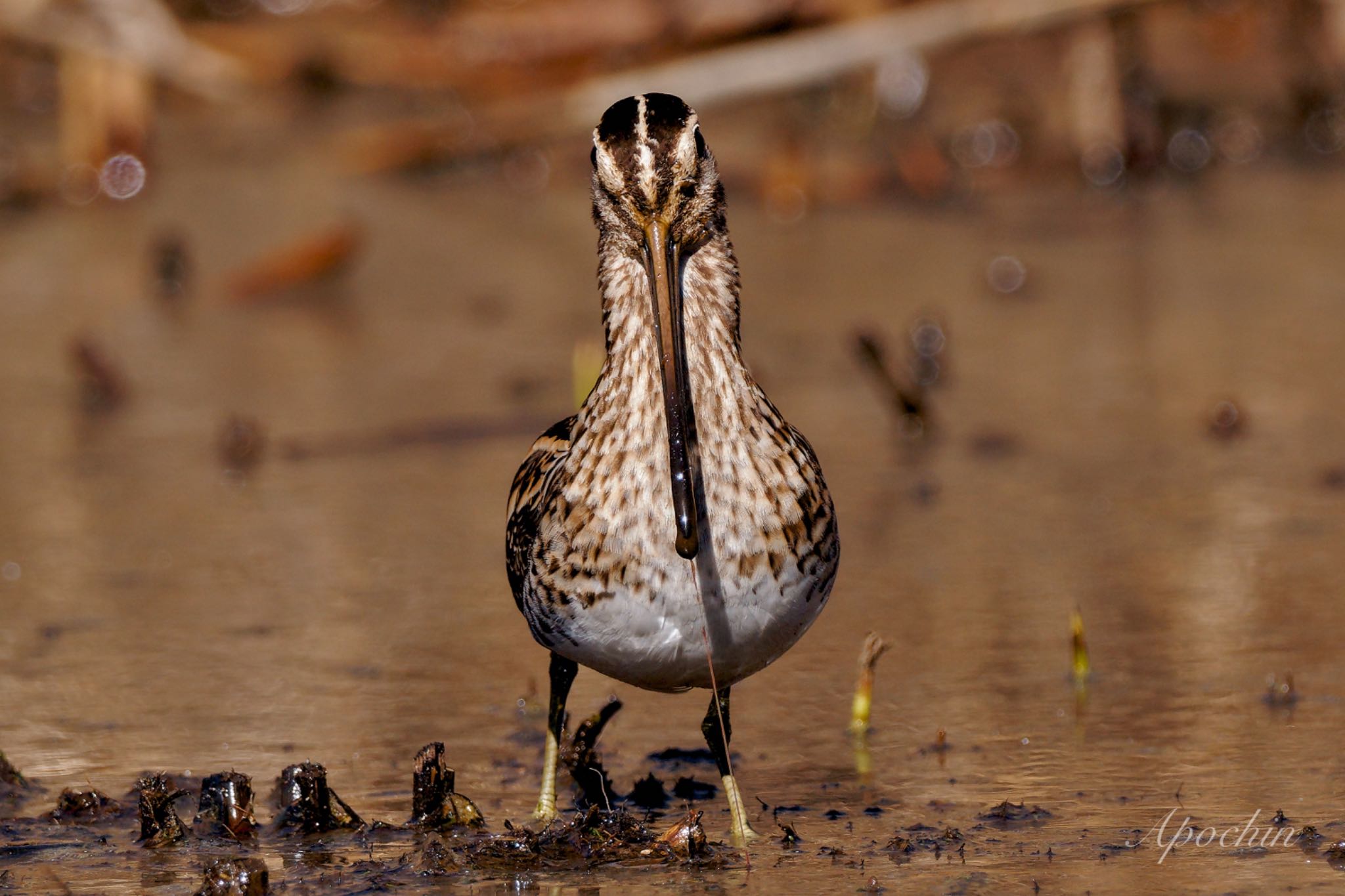 Photo of Common Snipe at Kitamoto Nature Observation Park by アポちん