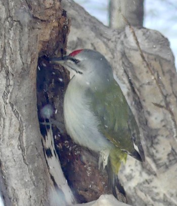 Grey-headed Woodpecker Makomanai Park Fri, 2/16/2024