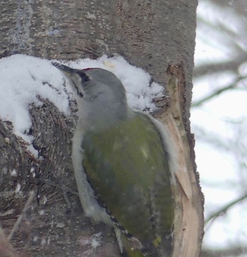 Grey-headed Woodpecker Makomanai Park Fri, 2/16/2024