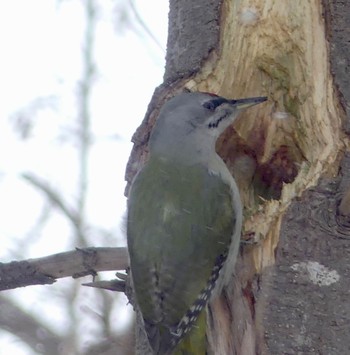 Grey-headed Woodpecker Makomanai Park Fri, 2/16/2024