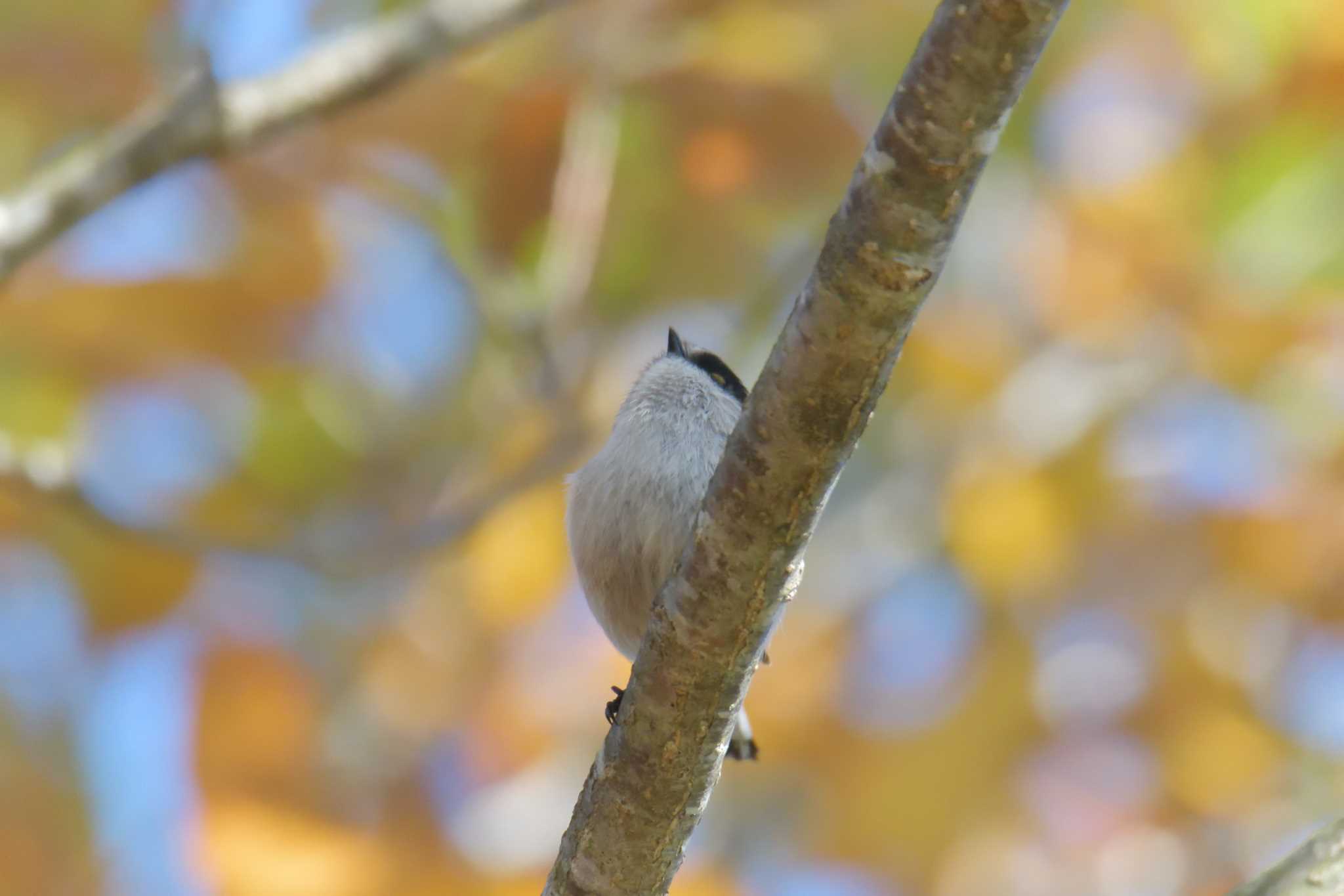 三重県上野森林公園 エナガの写真 by masatsubo