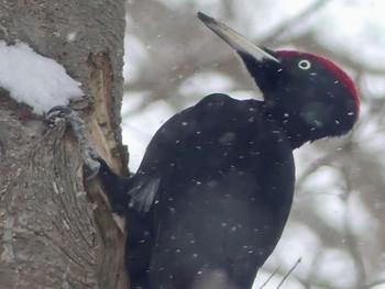 Black Woodpecker Makomanai Park Fri, 2/16/2024