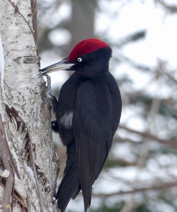 Black Woodpecker Makomanai Park Fri, 2/16/2024