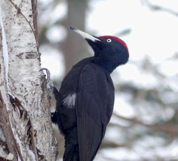 Black Woodpecker Makomanai Park Fri, 2/16/2024