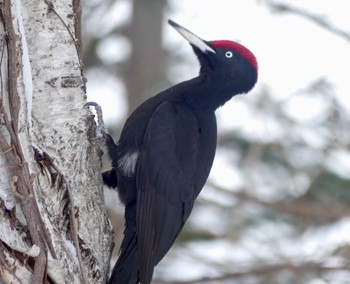 Black Woodpecker Makomanai Park Fri, 2/16/2024