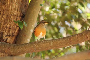 Brown-headed Thrush 自宅近辺 Mon, 1/8/2024