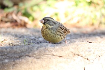 Masked Bunting 自宅近辺 Sat, 1/27/2024