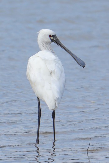 Black-faced Spoonbill Amami Island(General) Mon, 12/11/2023