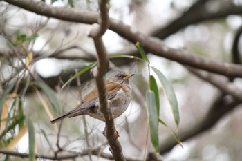 Pale Thrush 自宅近辺 Sun, 1/28/2024