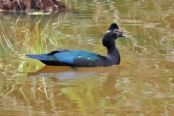 Muscovy Duck Puntarenas Port Sat, 2/10/2024