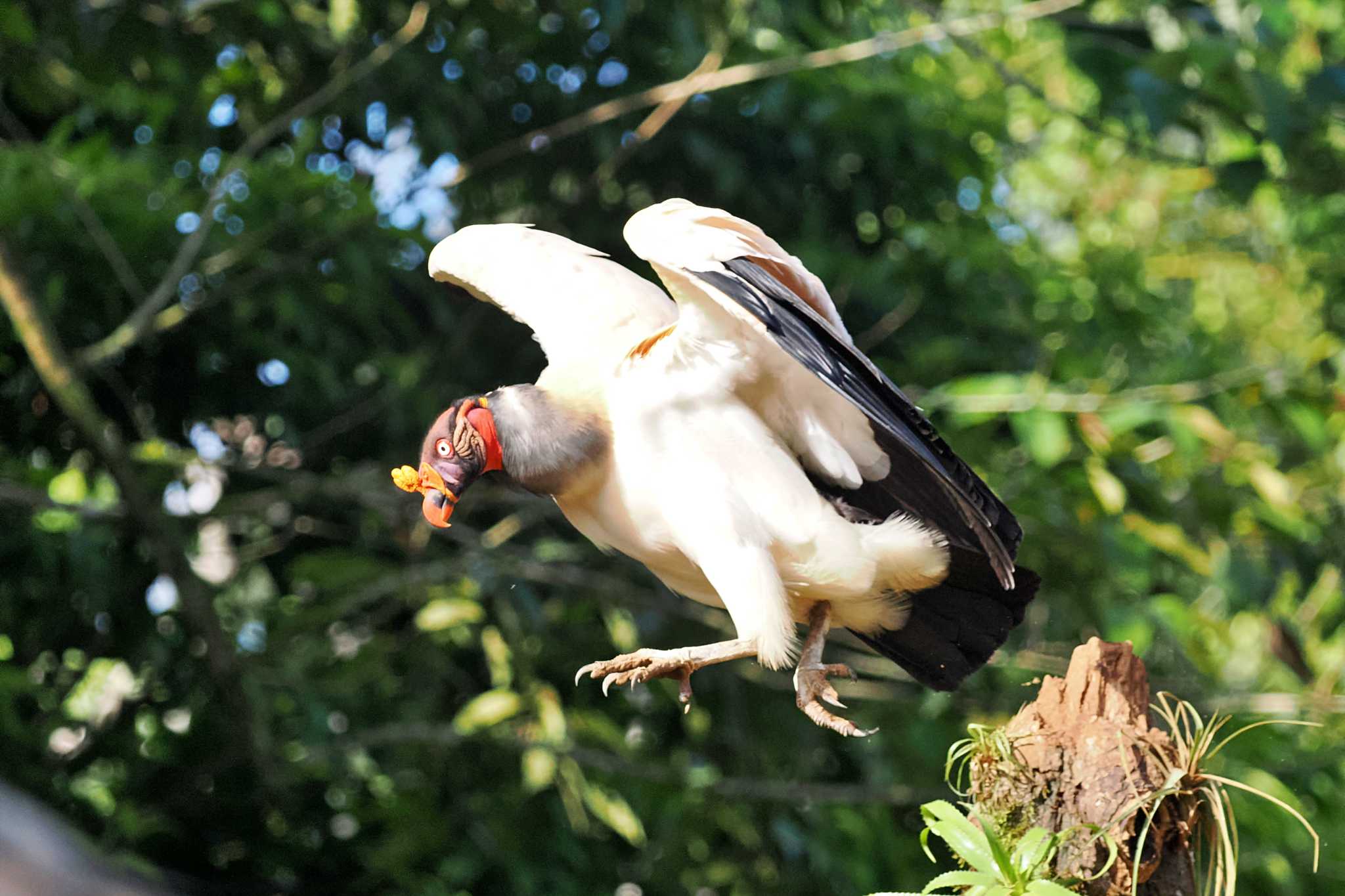 Photo of King Vulture at San Gerardo De Dota (Costa Rica) by 藤原奏冥