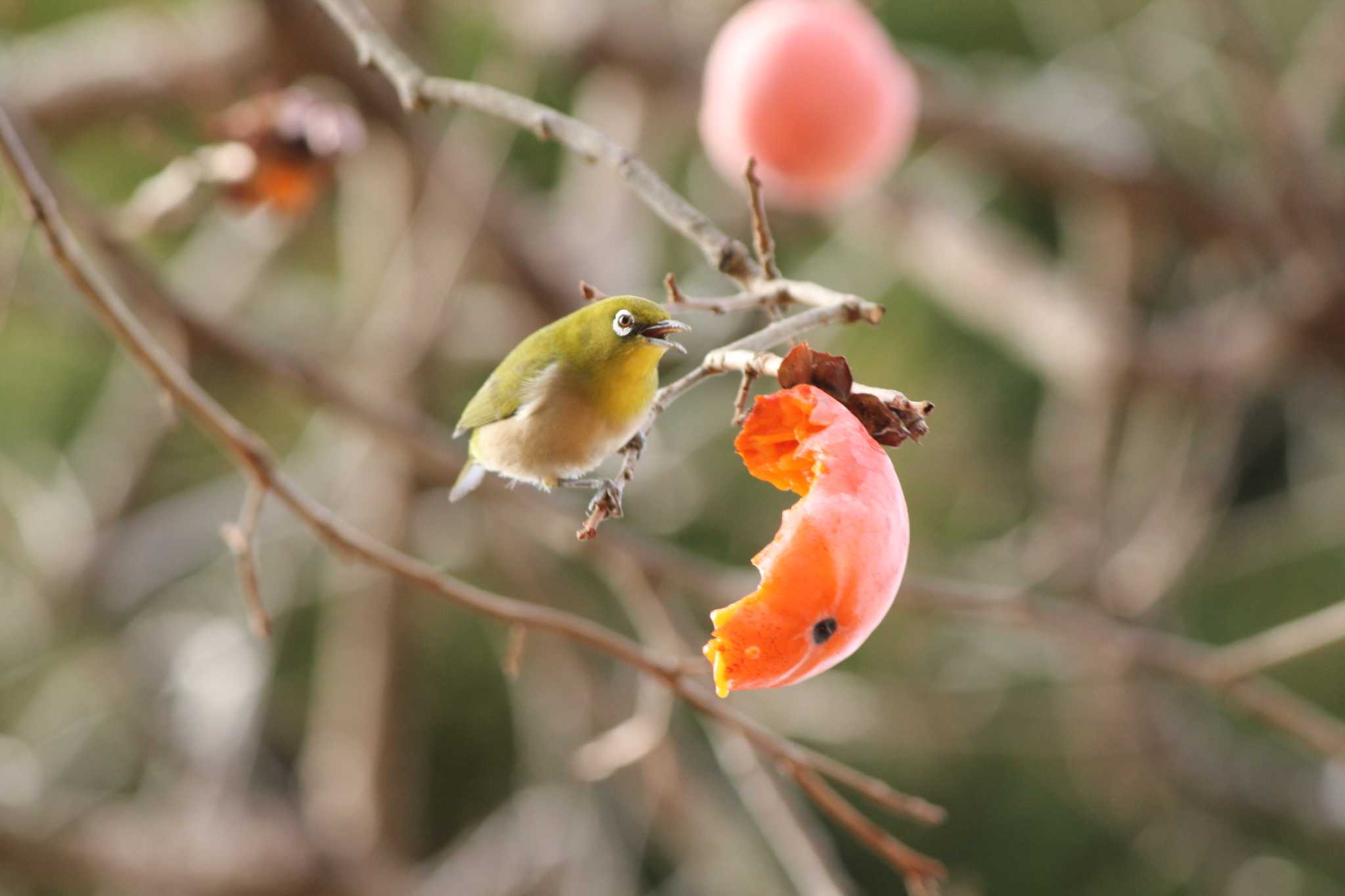 Photo of Warbling White-eye at 自宅近辺 by ぶんぱち