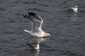 Vega Gull 島田川河口(山口県) Fri, 2/16/2024