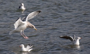 Vega Gull 島田川河口(山口県) Fri, 2/16/2024