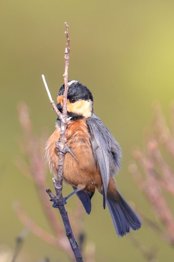 Varied Tit(amamii) Amami Island(General) Thu, 2/1/2024