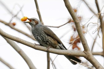 Brown-eared Bulbul 笹下川 Fri, 2/16/2024